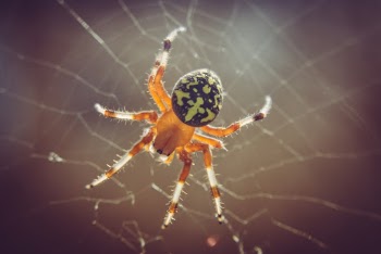 Close-up Photo of Spider