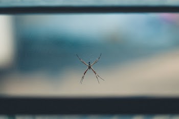 Close-Up Photo of Spider