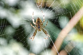 Close-up Photo of Spider