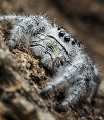 Close-Up Photo of Spider