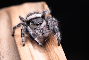 Close-Up Photo of Spider on Wooden Surface