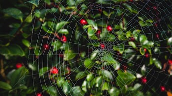 Close-up Photo of Spider Web