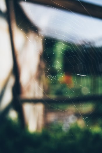 Close-Up Photo of Spider Web