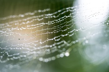 Close-up Photo of Spider Web With Dew Drops