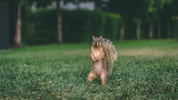 Close-Up Photo of Squirrel