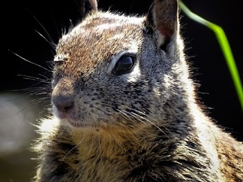Close-up Photo of Squirrel Head