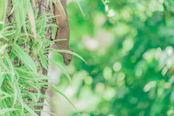 Close-Up Photo of Squirrel On Tree