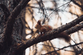 Close-Up Photo of Squirrel On Tree Branch