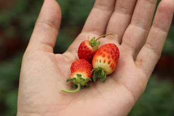 Close-Up Photo of Strawberries on Person's Palm