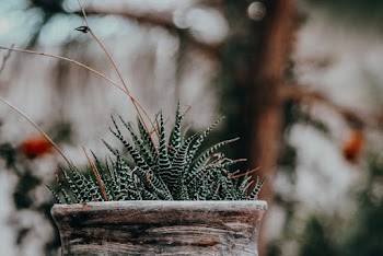 Close-Up Photo of Succulent Plant On Pot