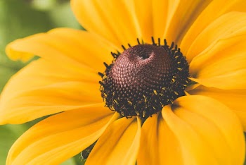 Close-up photo of sunflower