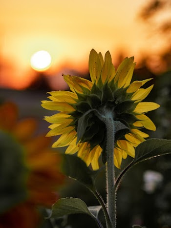 Close-Up Photo of Sunflower