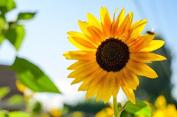 Close-Up Photo of Sunflower