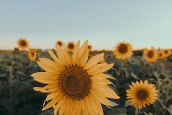 Close-Up Photo of Sunflower