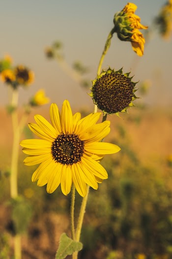 Close-Up Photo Of Sunflower During Daytime