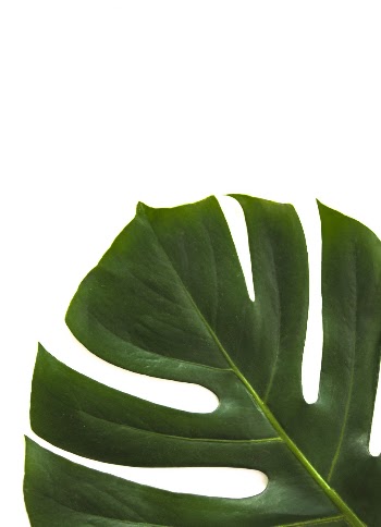 Close-up Photo of Swiss Cheese Leaf · Free Stock Photo