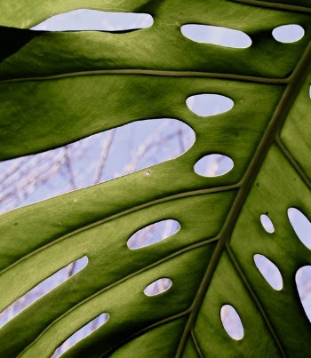 Close-up Photo of Swiss Cheese Plant