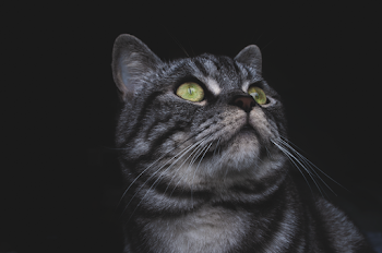 Close-Up Photo Of Tabby Cat