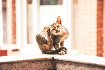 Close-Up Photo of Tabby Cat