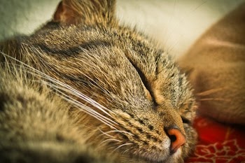 Close Up Photo of Tabby Cat