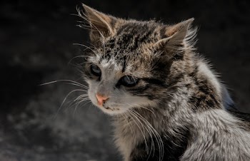 Close-Up Photo of Tabby Cat