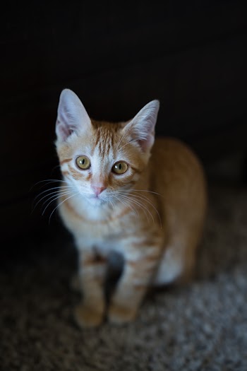 Close-Up Photo of Tabby Cat