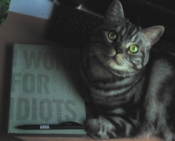 Close-Up Photo of Tabby Cat