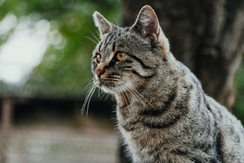 Close-Up Photo of Tabby Cat