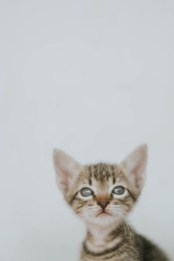 Close-Up Photo of Tabby Kitten