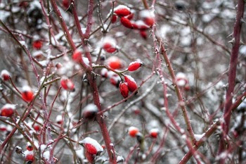 Close-up Photo of Thorny Red Tree