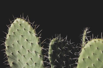 Close-up Photo of Three Green Cactus Plants