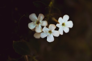 Close-up Photo of Three White Flowers