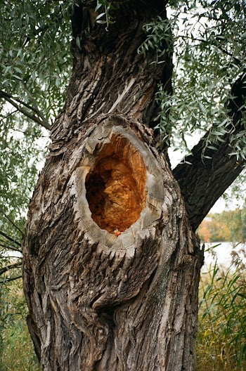 Close-Up Photo Of Tree