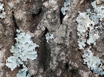 Close-up Photo of Tree Bark