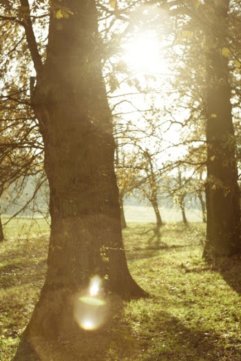Close-up Photo of Tree Trunks