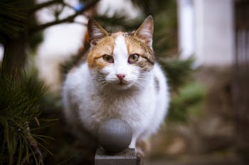 Close-up Photo of Tricolor Cat