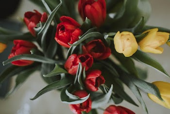 Close-Up Photo of Tulips