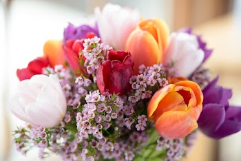 Close-Up Photo of Tulips