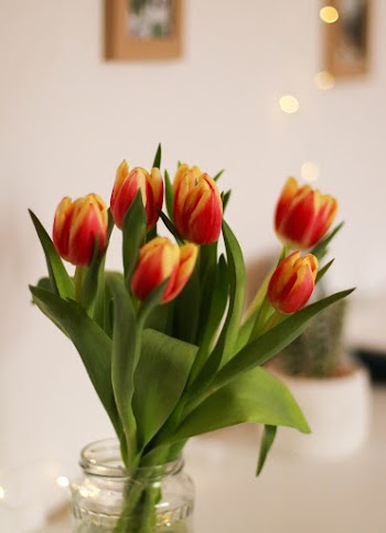 Close-Up Photo of Tulips in Glass Jar