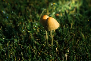 Close-up Photo of Two Brown Mushrooms