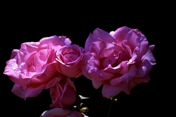 Close-up Photo of Two Pink Rose Flowers