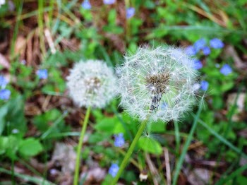 Close-up Photo of Two White Flowers