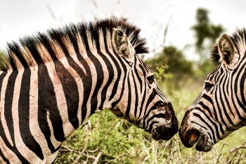 Close-Up Photo of Two Zebras