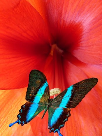 Close-Up Photo of Ulysses Butterfly Perched on Red Flower