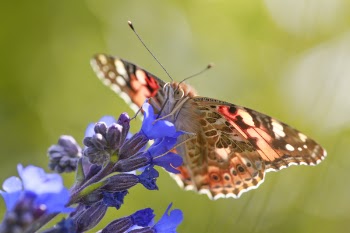 Close Up Photo of Vanessa Atalanta Butterfly Perched on Purple Flower