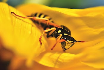 Close-Up Photo of Wasp on Yellow Flower