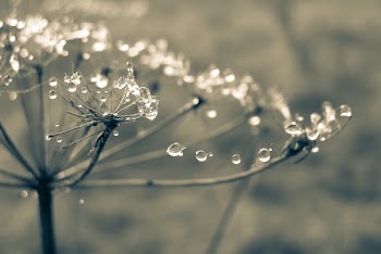 Close-up Photo of Water Drop on Flower