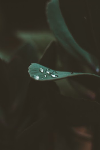 Close-Up Photo of Water Drops on Leaf
