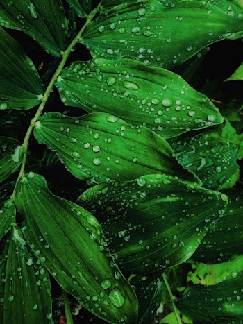 Close-Up Photo of Water Drops on Leaves