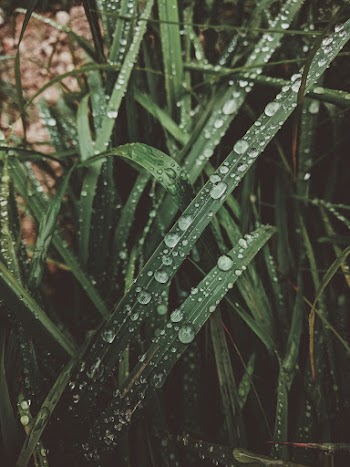 Close-Up Photo of Water Drops on Leaves